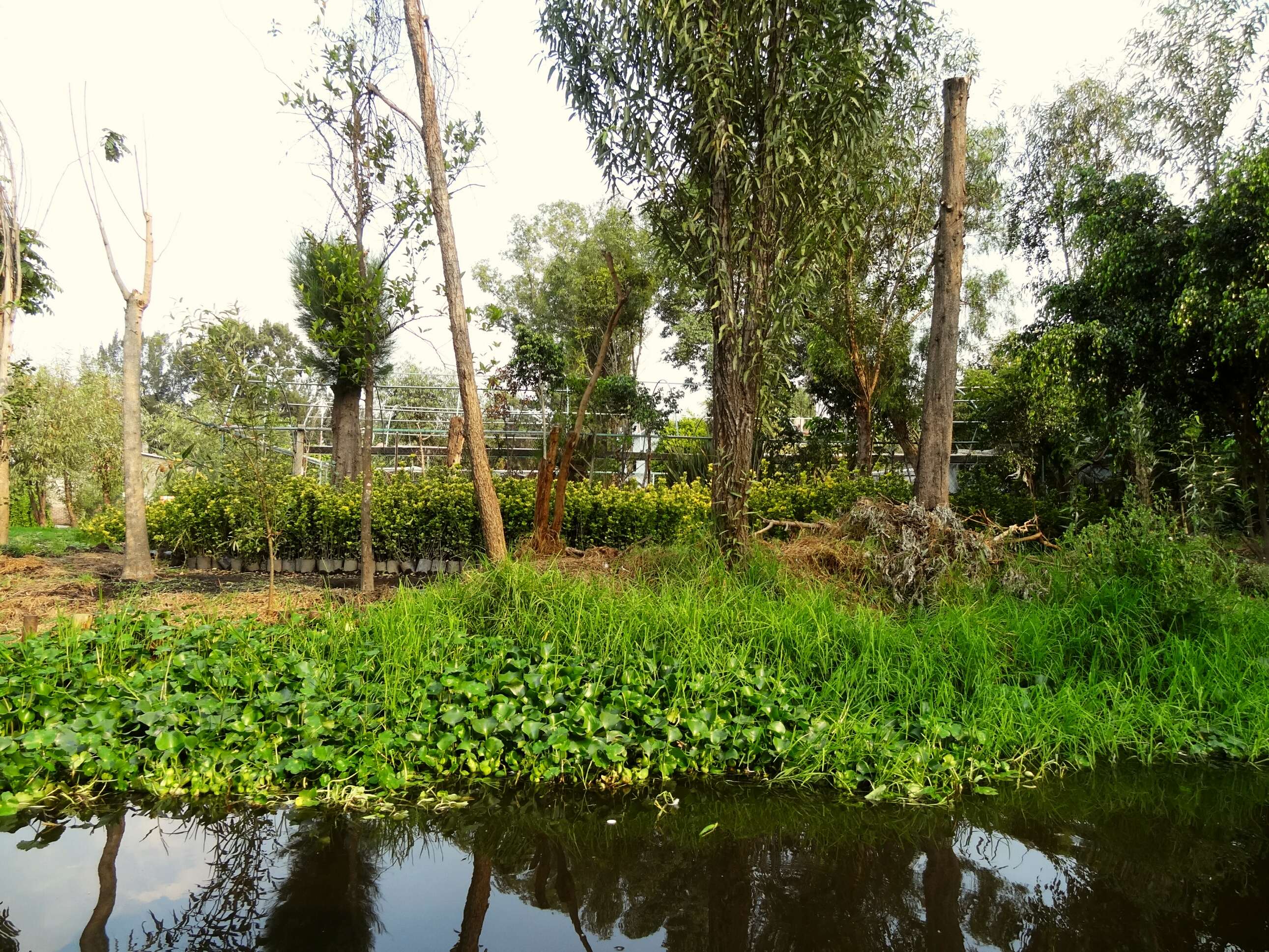 Chinampas, The Floating Gardens Of A Sinking City - Field Study Of The ...